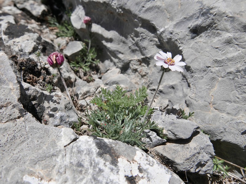 Rhodanthemum arundanum photo 3