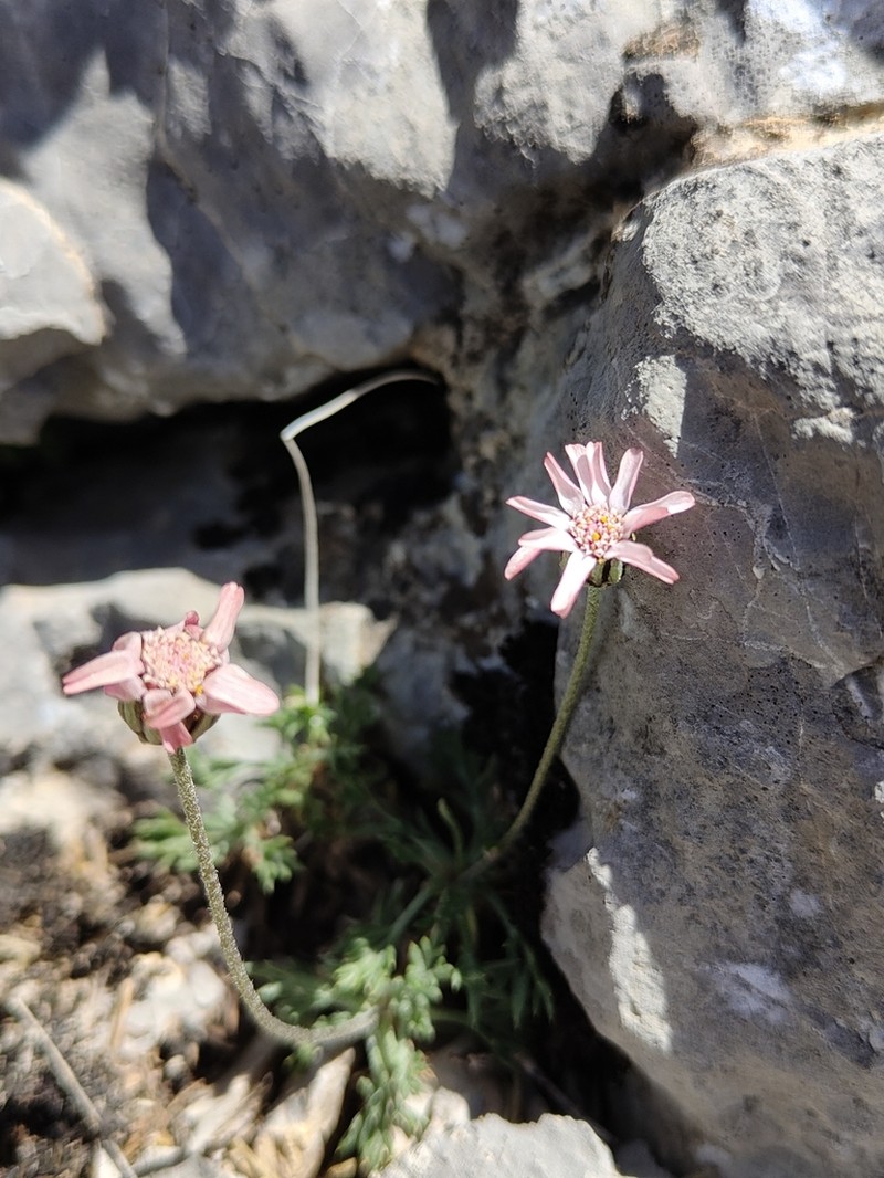 Rhodanthemum arundanum photo 4