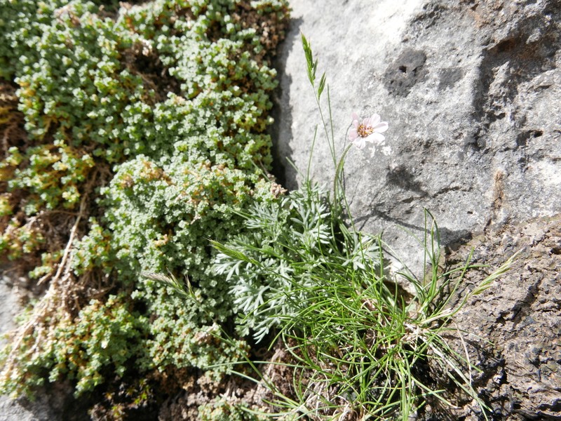 Rhodanthemum arundanum photo 5