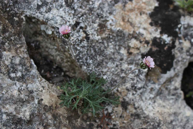 Rhodanthemum arundanum photo 6