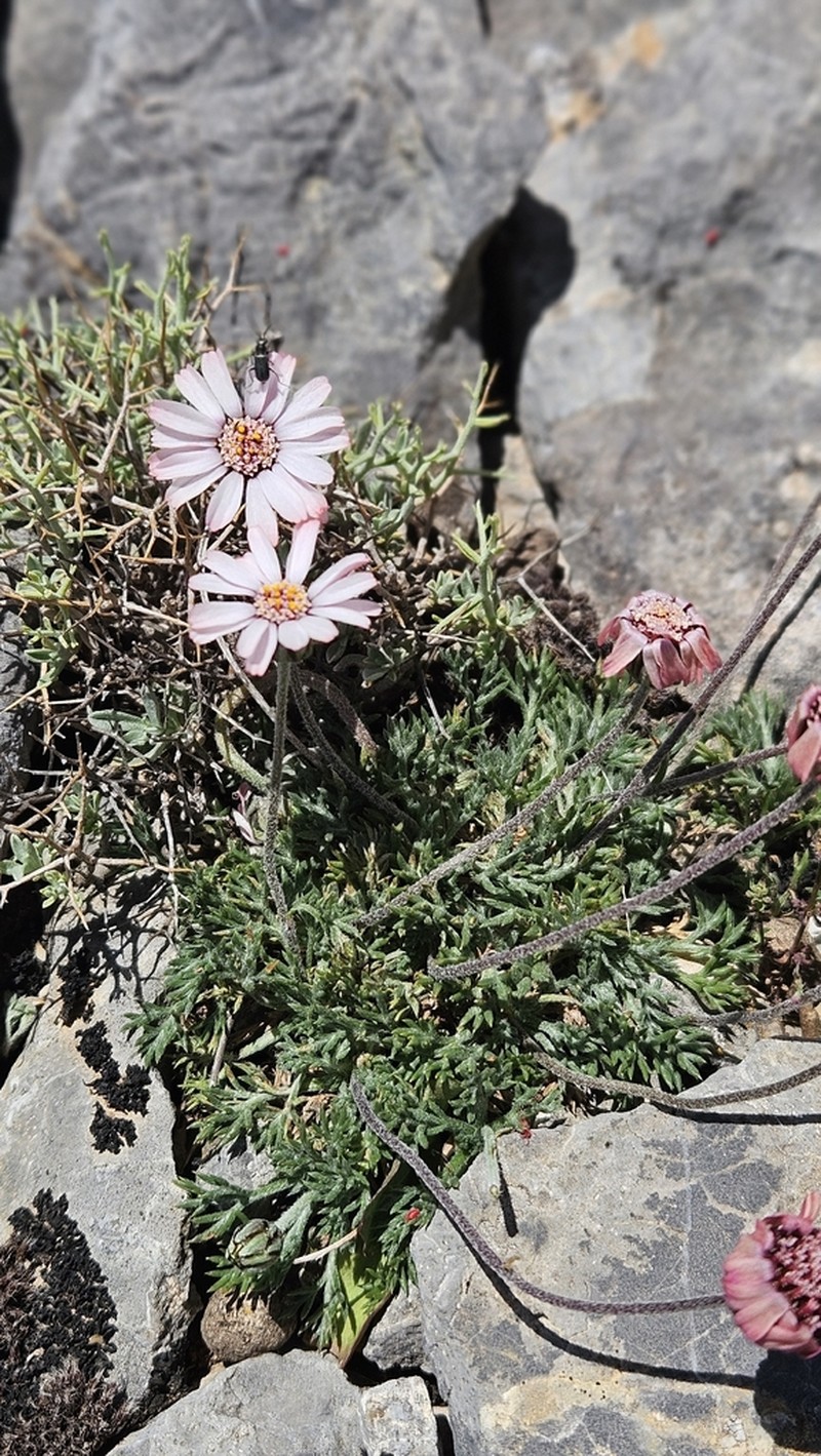 Rhodanthemum arundanum photo 7