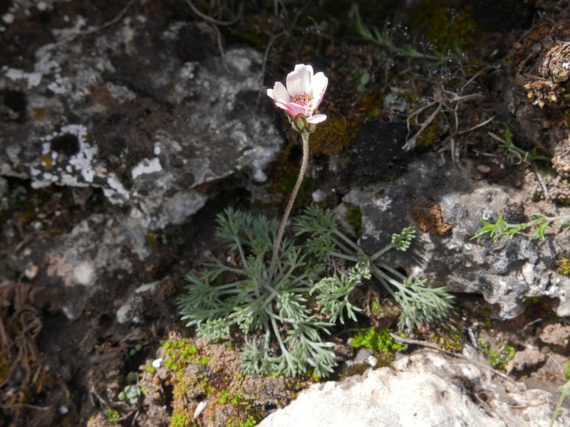 Rhodanthemum arundanum photo 8