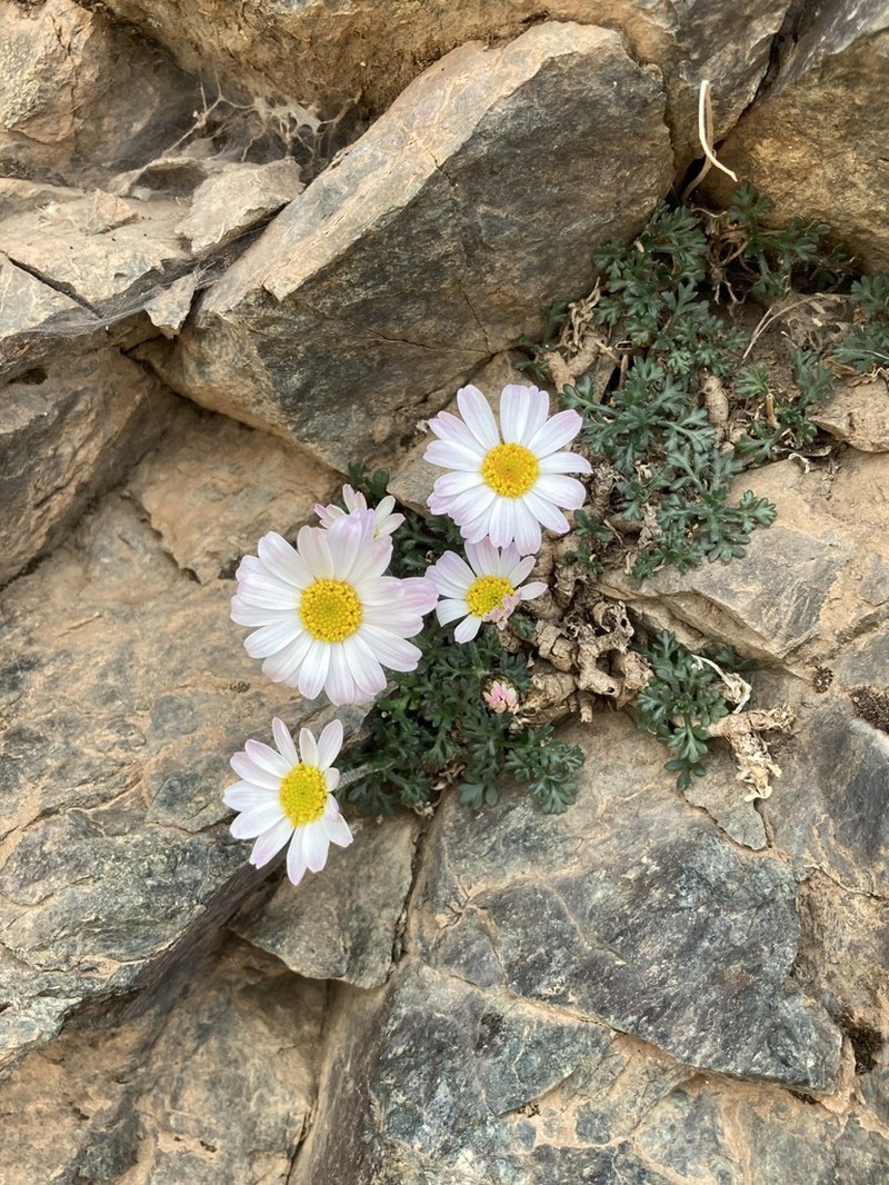 Rhodanthemum atlanticum