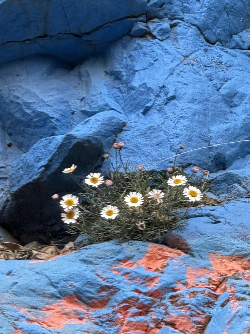 Rhodanthemum atlanticum photo 2
