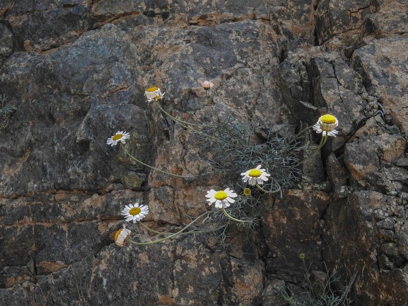 Rhodanthemum atlanticum photo 3
