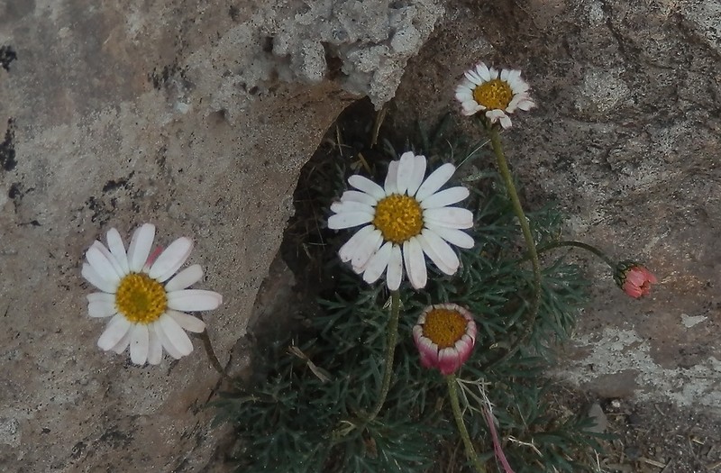 Rhodanthemum atlanticum photo 4