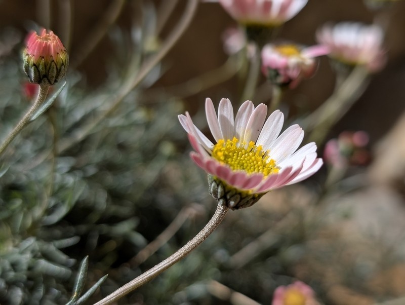 Rhodanthemum atlanticum photo 5