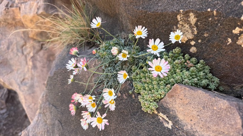 Rhodanthemum atlanticum photo 6