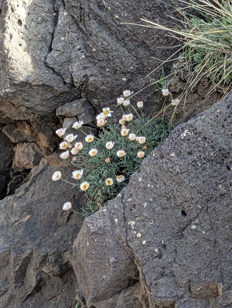 Rhodanthemum atlanticum photo 7