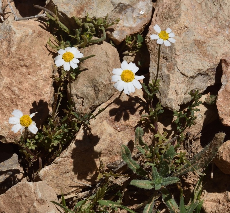 Rhodanthemum atlanticum photo 8