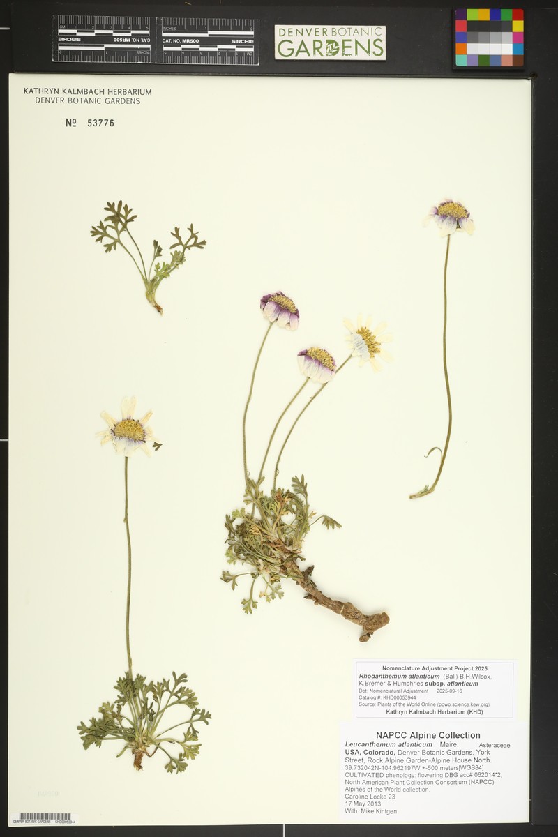 Rhodanthemum atlanticum subsp. atlanticum