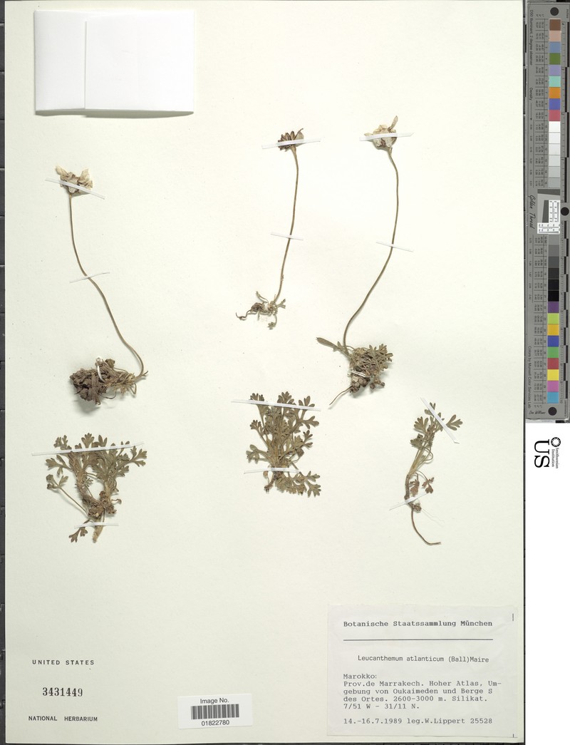 Rhodanthemum atlanticum subsp. atlanticum photo 2