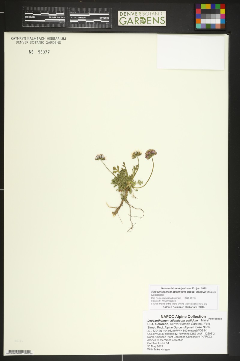 Rhodanthemum atlanticum subsp. gelidum