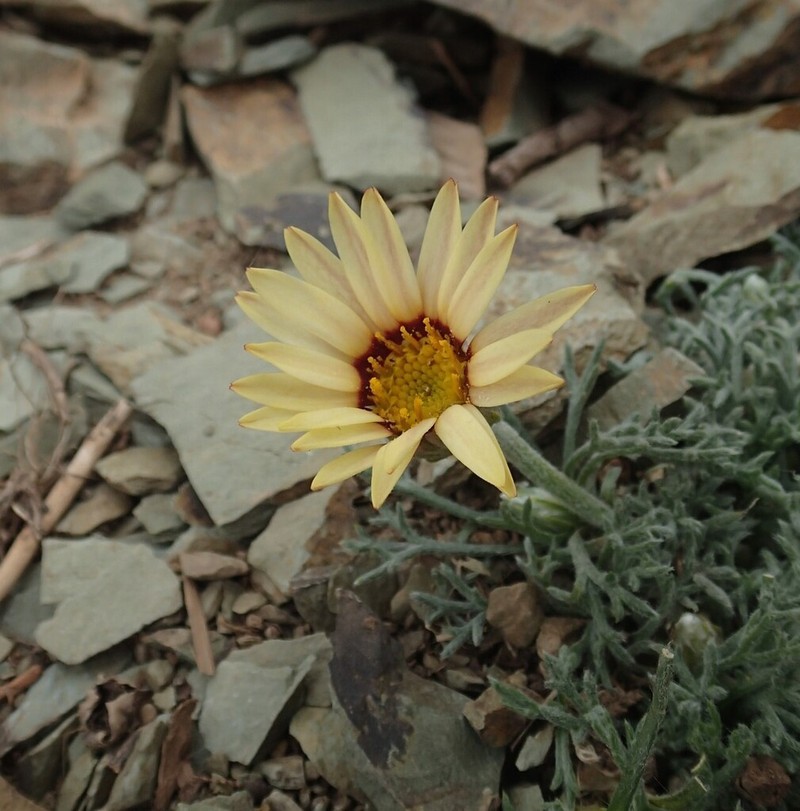 Rhodanthemum catananche