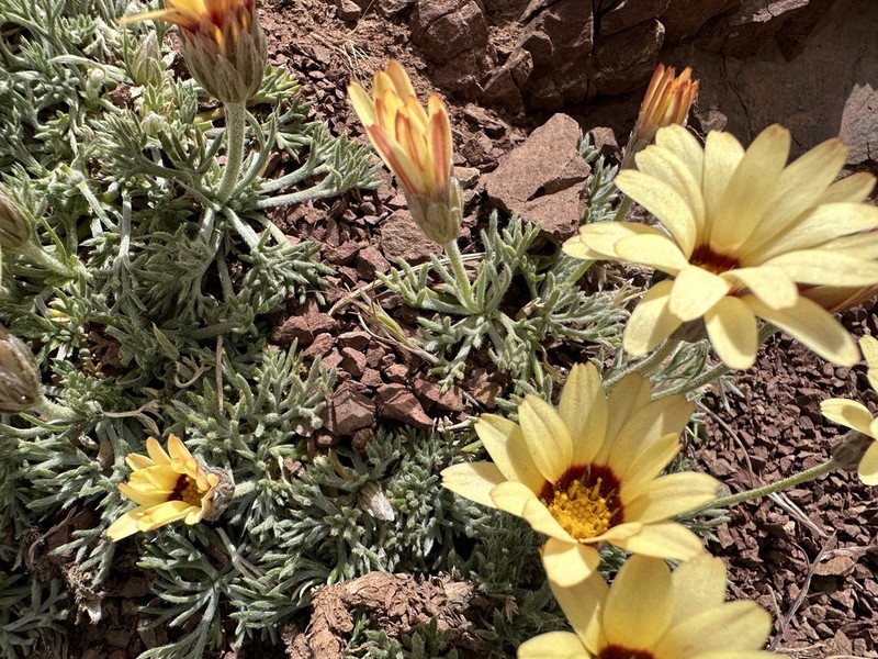 Rhodanthemum catananche photo 2
