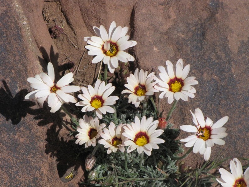 Rhodanthemum catananche photo 3