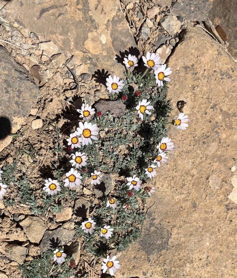 Rhodanthemum catananche photo 4