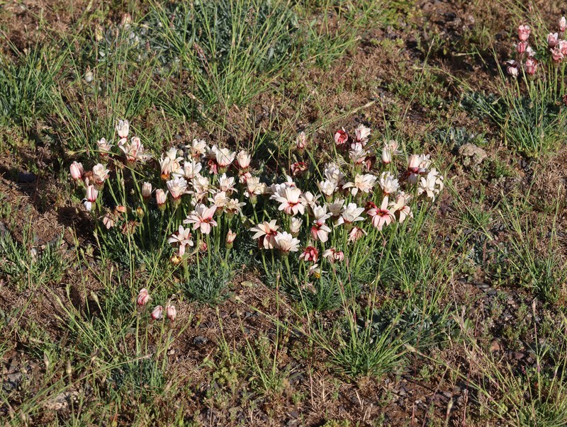 Rhodanthemum catananche photo 6