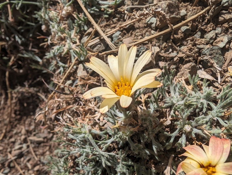 Rhodanthemum catananche photo 7