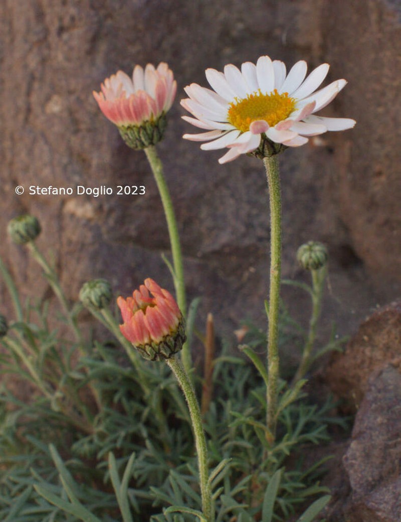 Rhodanthemum depressum