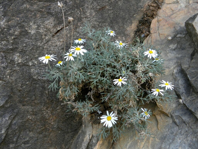 Rhodanthemum depressum photo 2