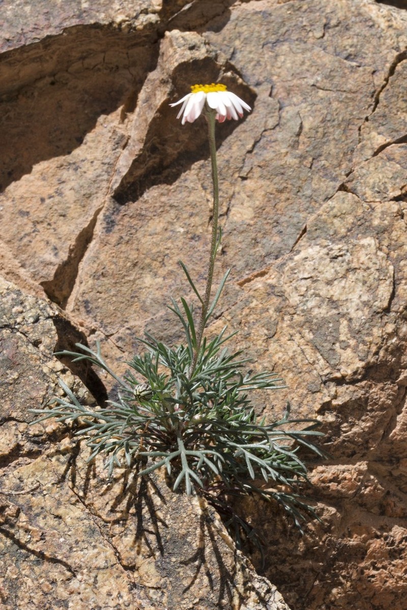 Rhodanthemum depressum photo 4