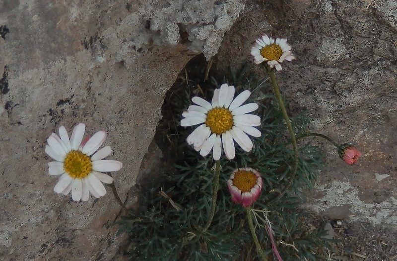 Rhodanthemum depressum photo 5