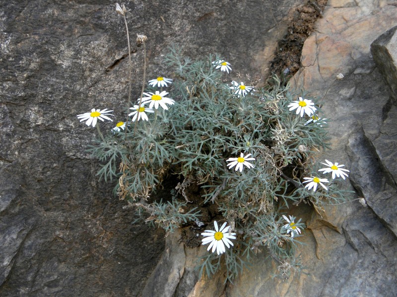 Rhodanthemum depressum photo 8