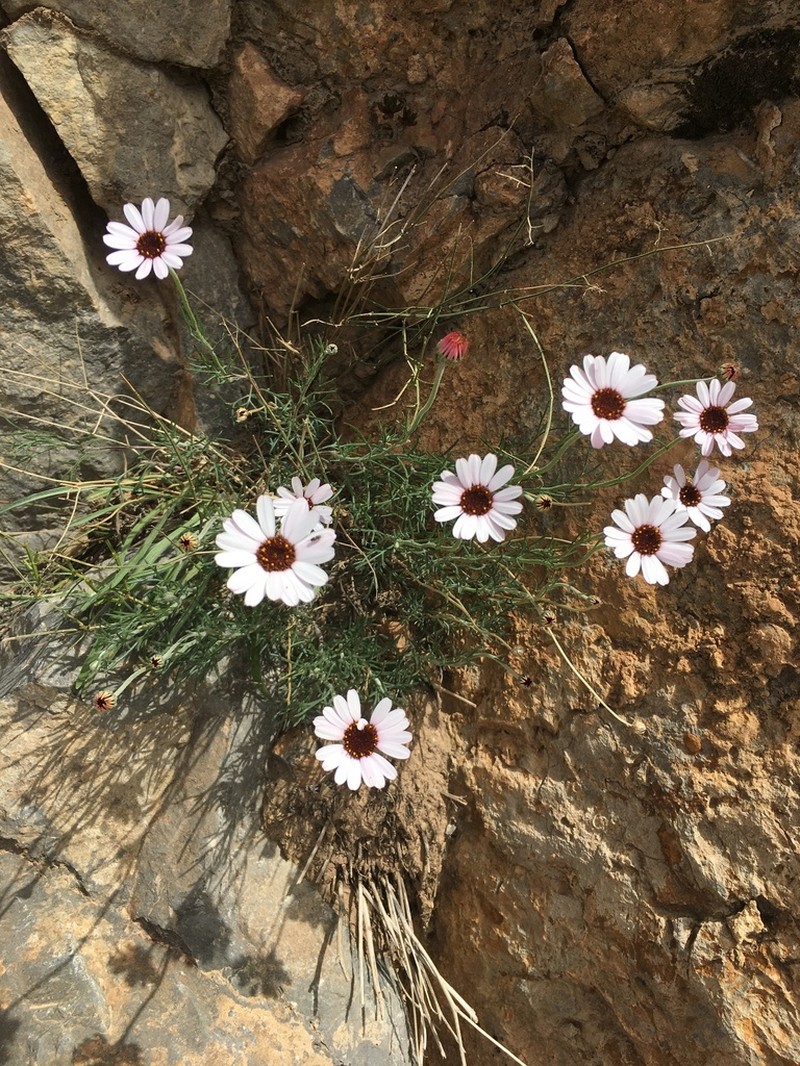 Rhodanthemum gayanum