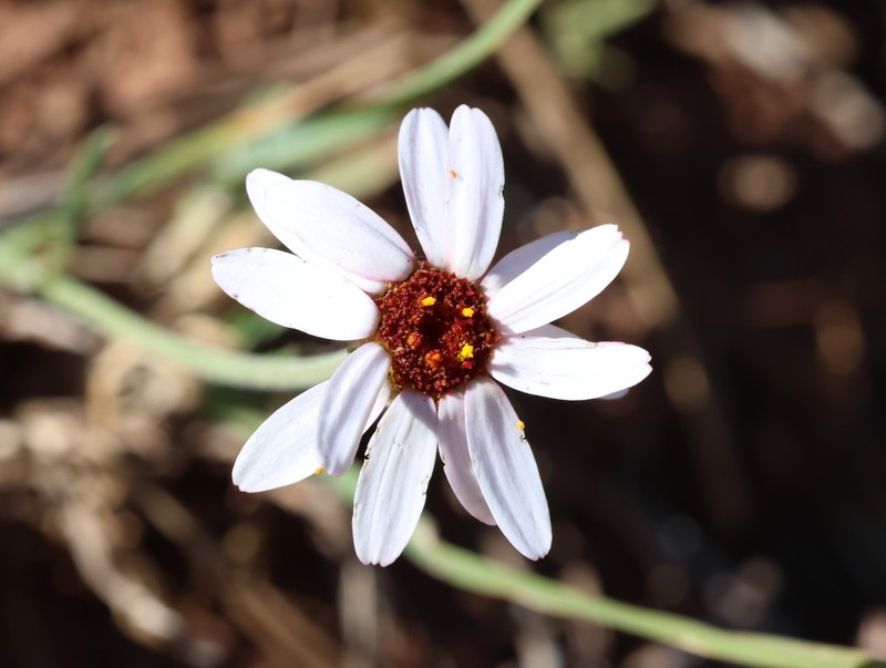 Rhodanthemum gayanum photo 2
