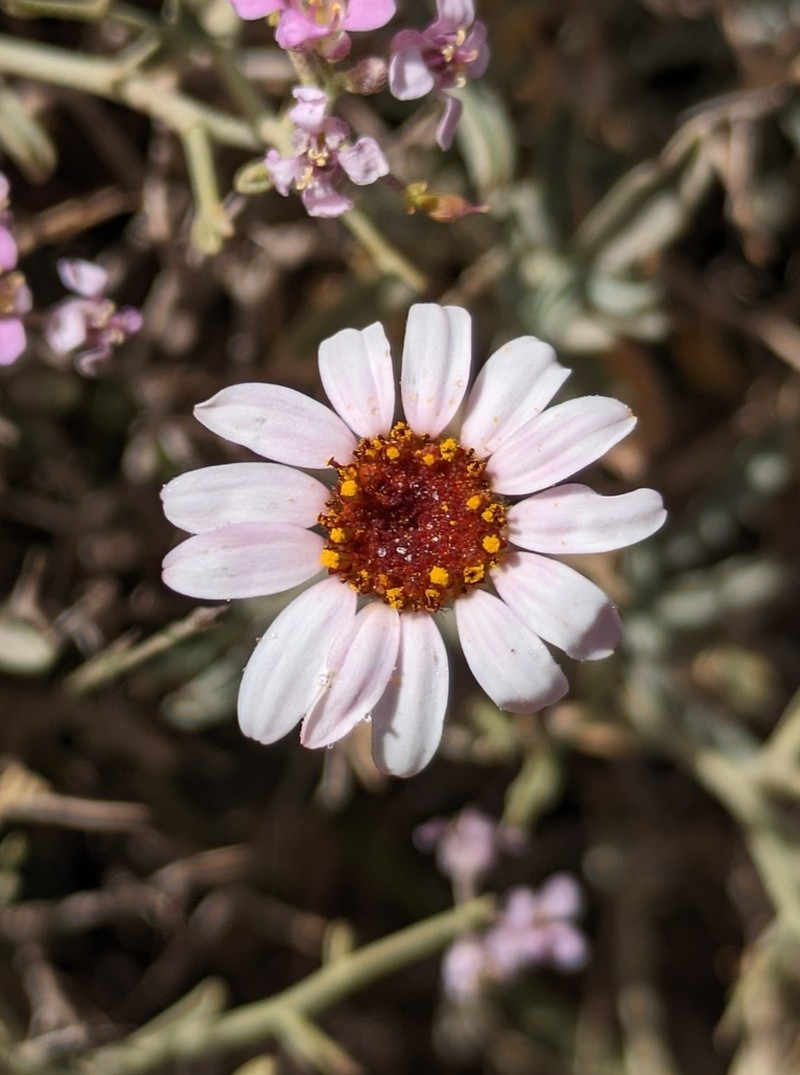 Rhodanthemum gayanum photo 3