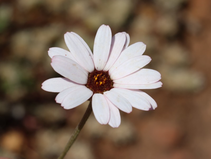 Rhodanthemum gayanum photo 4