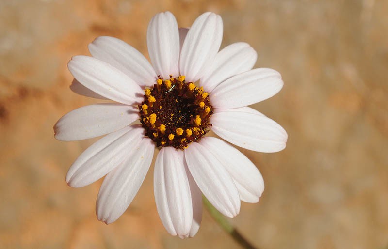 Rhodanthemum gayanum photo 5