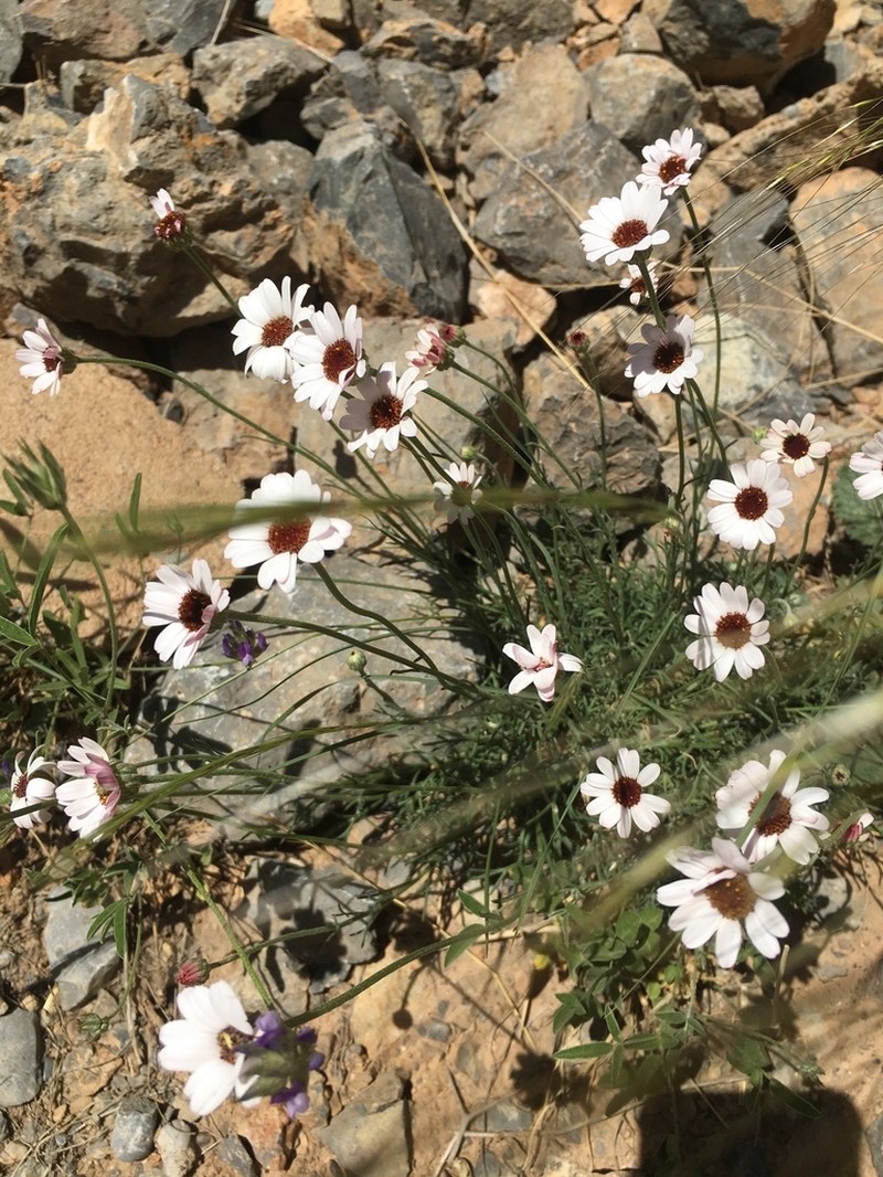 Rhodanthemum gayanum photo 6