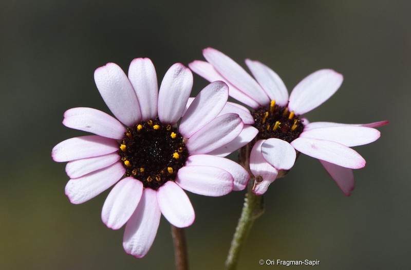 Rhodanthemum gayanum photo 7