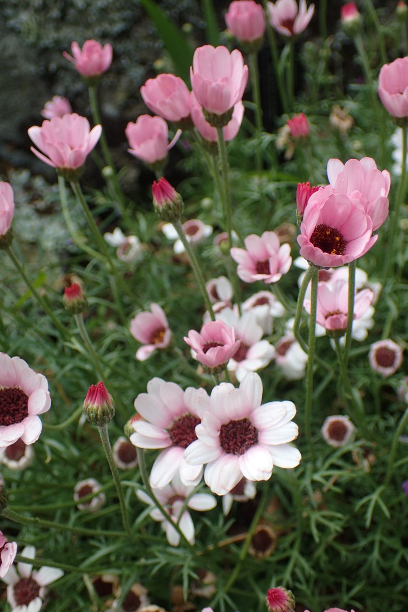 Rhodanthemum gayanum subsp. gayanum