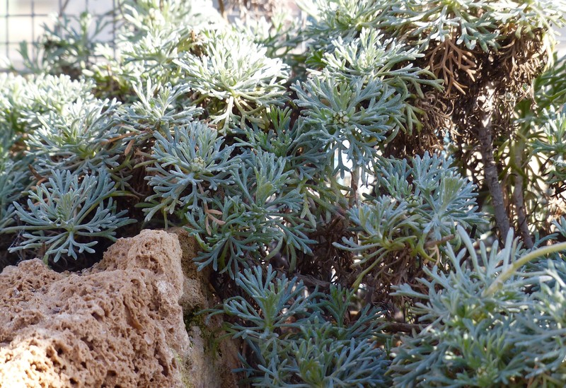 Rhodanthemum hosmariense photo 3