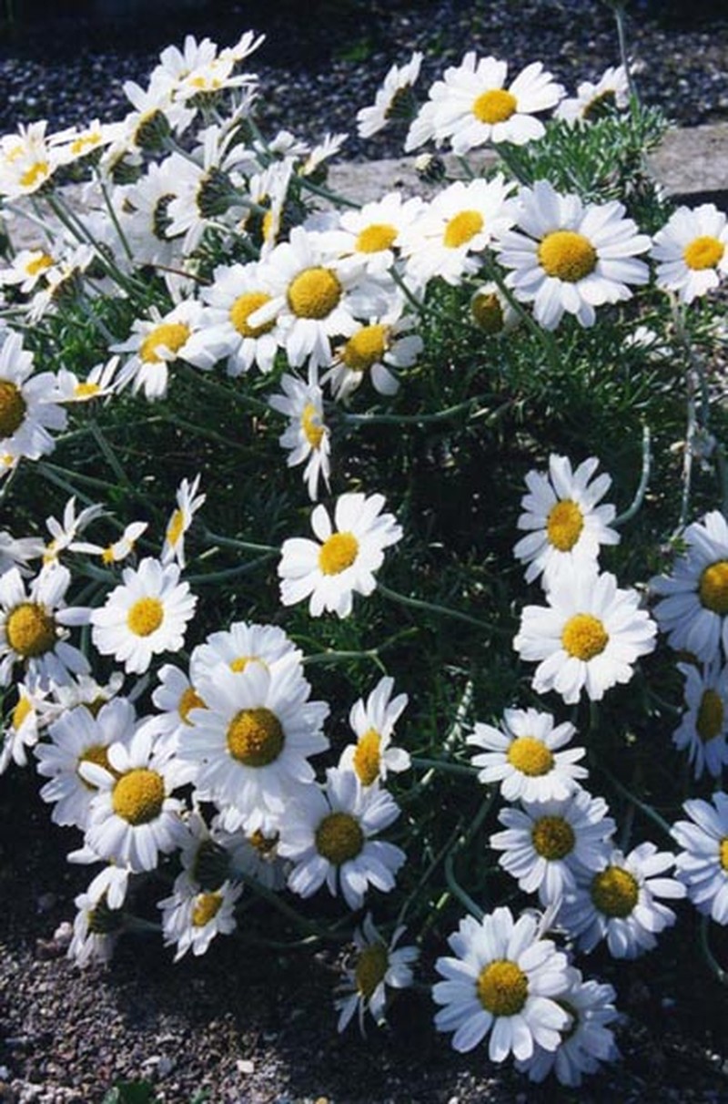 Rhodanthemum hosmariense photo 4