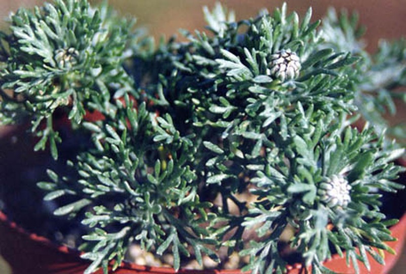Rhodanthemum hosmariense photo 5