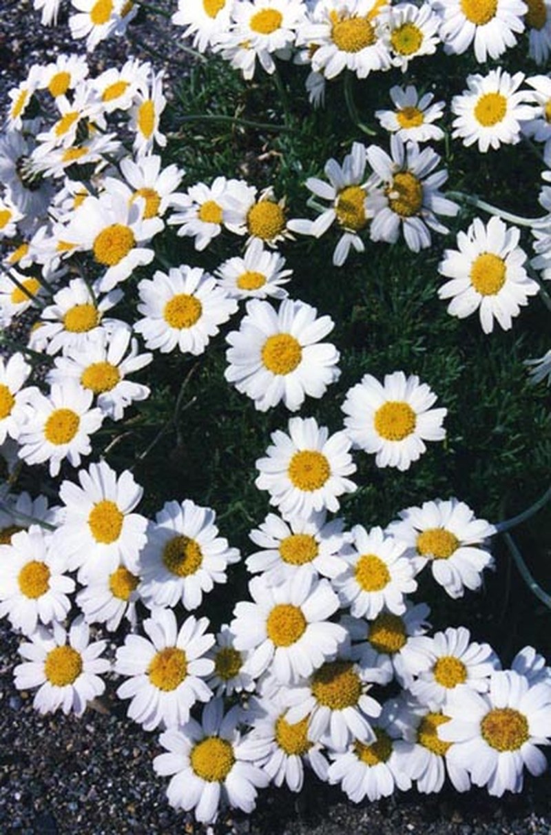 Rhodanthemum hosmariense photo 6