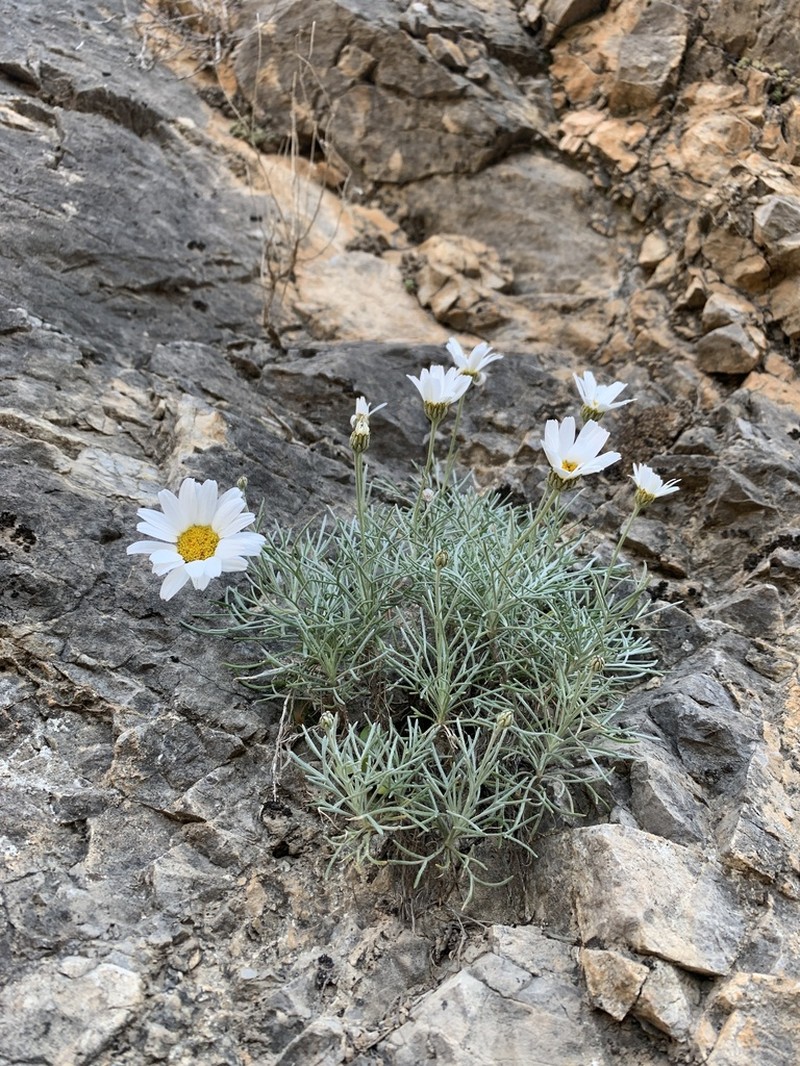 Rhodanthemum laouense