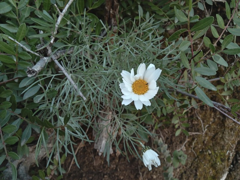 Rhodanthemum laouense photo 2