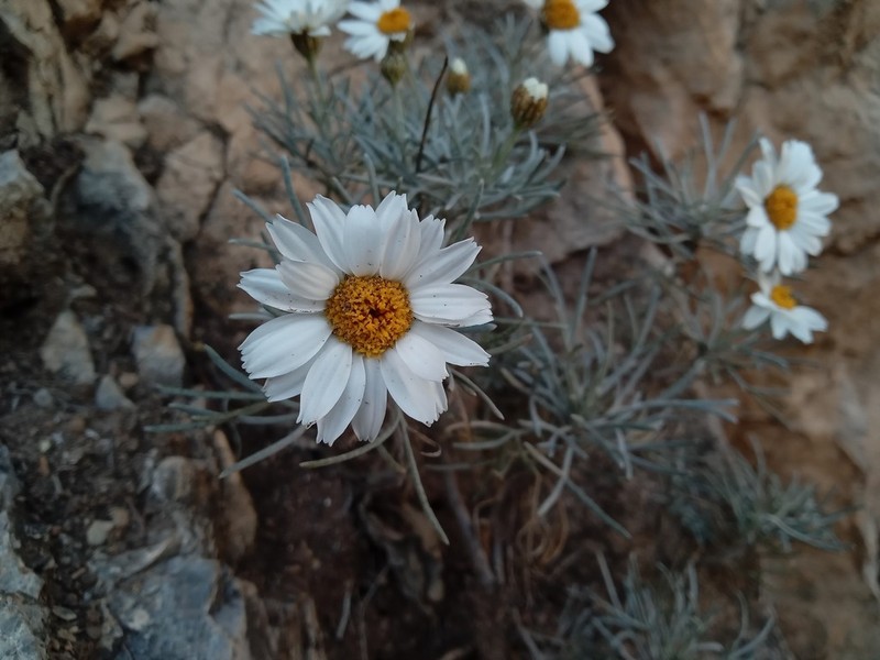 Rhodanthemum laouense photo 3