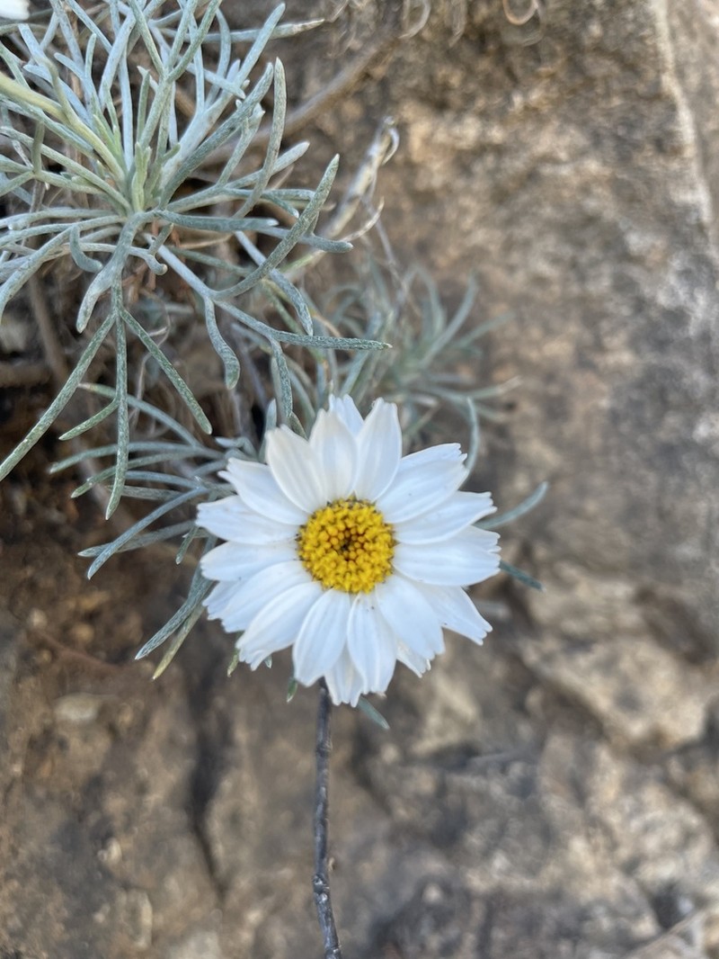Rhodanthemum laouense photo 4