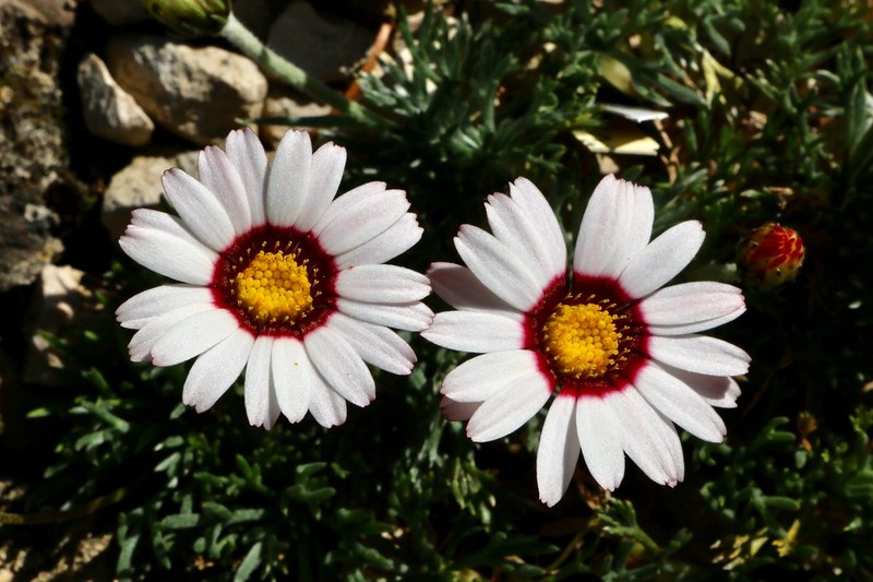 Rhodanthemum maresii