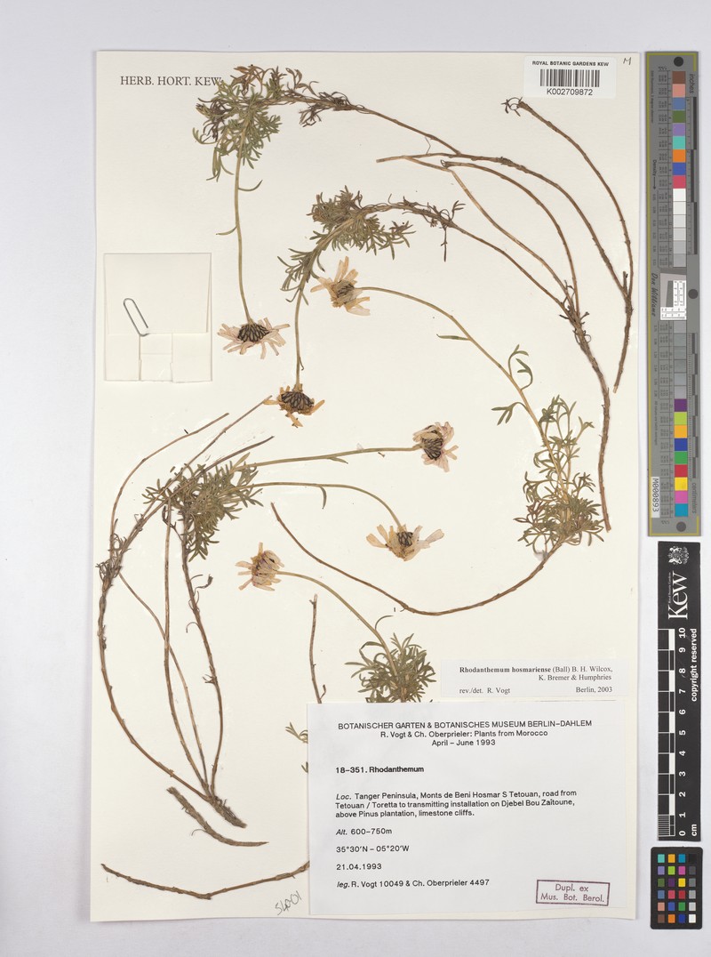 Rhodanthemum maresii photo 2