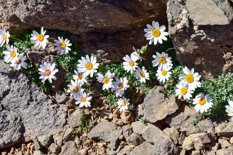 Rhodanthemum redieri