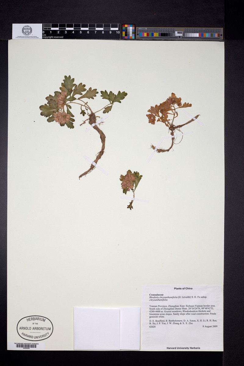 Rhodiola chrysanthemifolia subsp. chrysanthemifolia