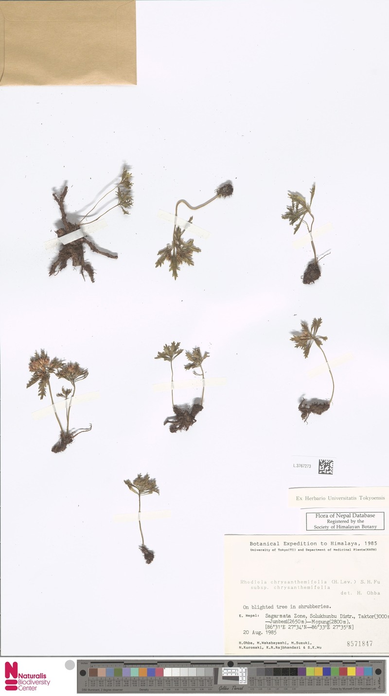 Rhodiola chrysanthemifolia subsp. chrysanthemifolia photo 2