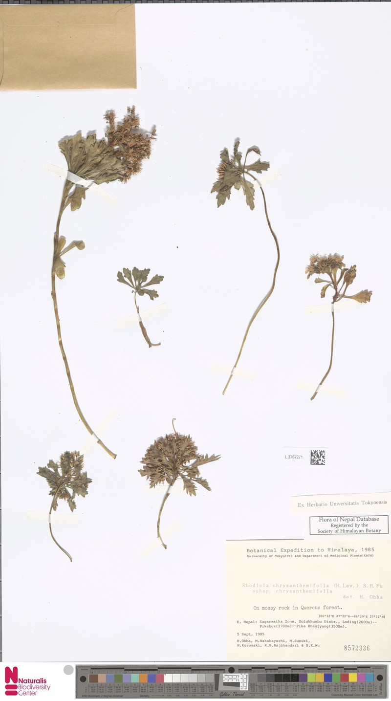 Rhodiola chrysanthemifolia subsp. chrysanthemifolia photo 3